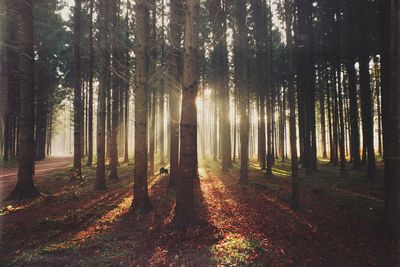 Trees in forest