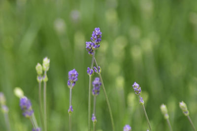 Close-up of purple flowers blooming outdoors