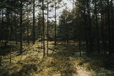 Trees in forest against sky