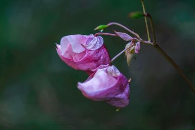 Close-up of pink rose