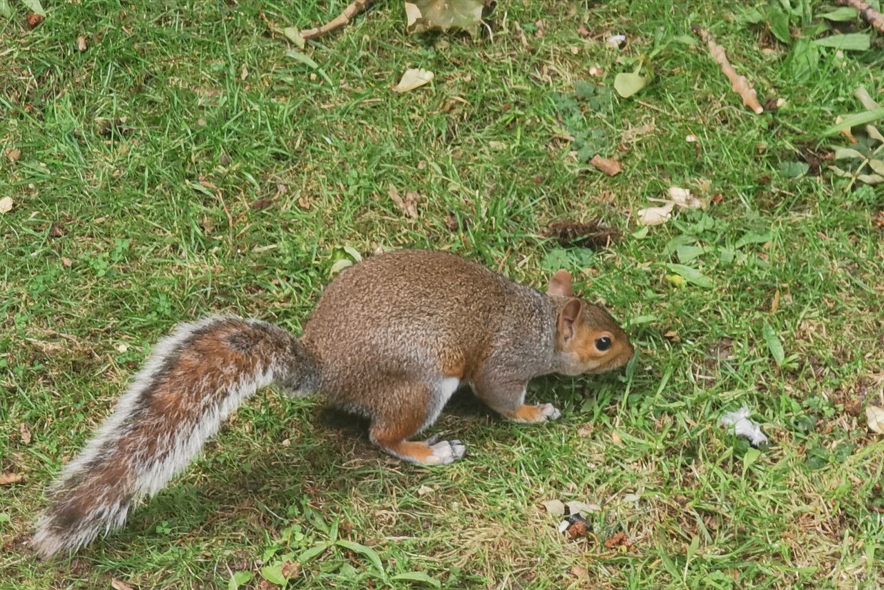 SQUIRREL ON GRASS