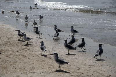 High angle view of seagulls on beach