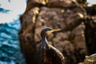 Close-up of a bird perching