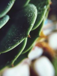 Close-up of wet plant