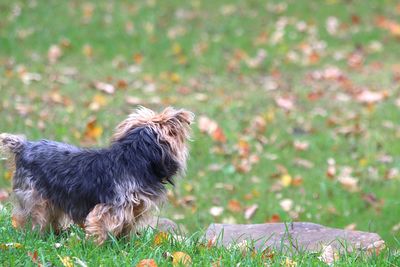 Dog in a grass