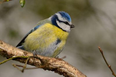 Close-up of bird perching on branch