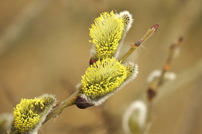 Close-up of flowering plant