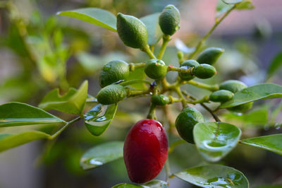 Close-up of strawberry growing on plant