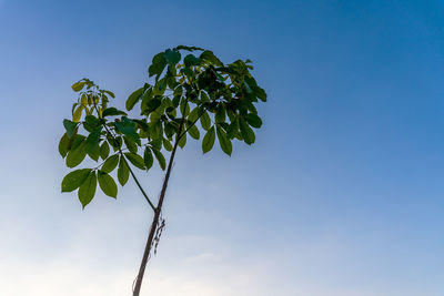 Low angle view of plant against blue sky