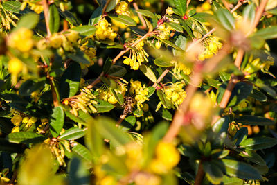 Close-up of fresh green plants