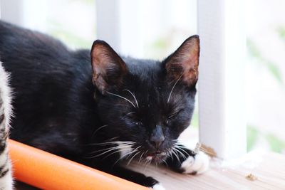 Close-up of a cat