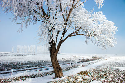 Frozen trees in the foggy plain. winter landscape and foggy weather.