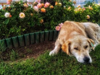 View of a dog on field