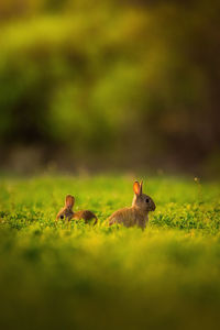 Ducks on a field