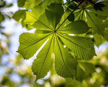 Close-up of leaves on tree