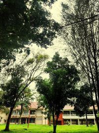 Low angle view of trees and houses against sky