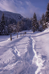 Path in the snow