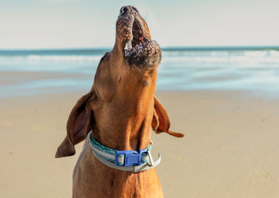 Close-up of a dog on beach