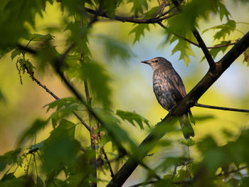 Low angle view of bird perching on tree
