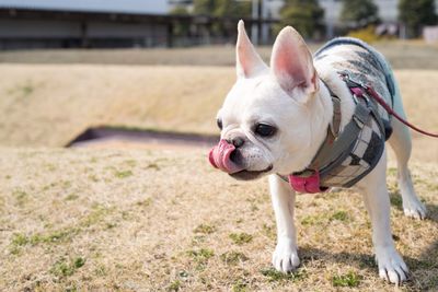 Close-up of dog at park