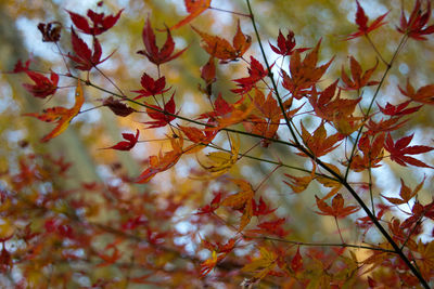 Low angle view of tree branches