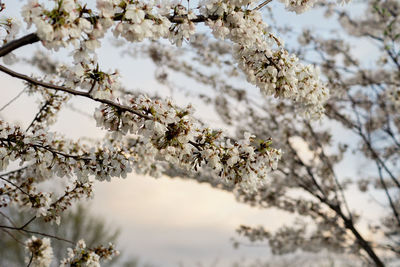 Low angle view of blooming tree