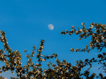 Low angle view of trees against blue sky