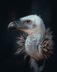 Close-up of bird vulture