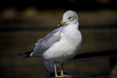 Close-up of bird perching on white background