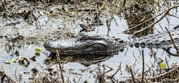 Panoramic view of alligator swimming in muddy water