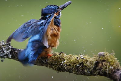 Male kingfisher catching fish from a moss covered perch