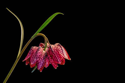 Close-up of wilted flower against black background