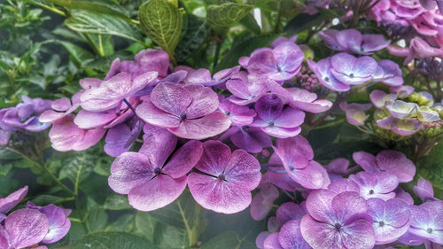 Close-up of purple hydrangea blooming outdoors