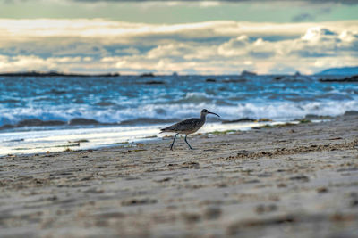 Bird on beach