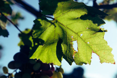 Close-up of leaves on tree against sky