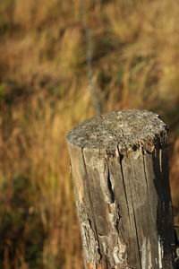 Close-up of tree stump