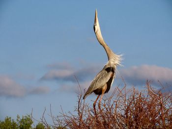 Great blue heron looking for love