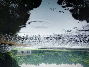 Reflection of trees in water