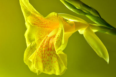 Close-up of yellow rose flower