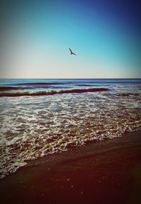 Birds flying over sea against clear sky