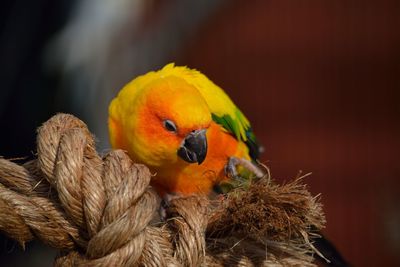 Close-up of parrot perching on branch