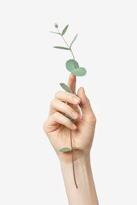 Female hand with eucalyptus on a gray background