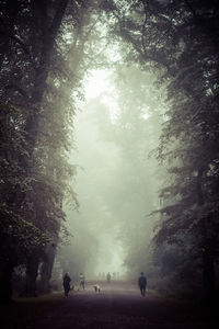 People walking on road amidst trees in forest
