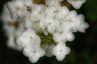 Close-up of white flowering plant