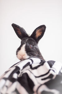 Portrait of rabbit sitting against white background