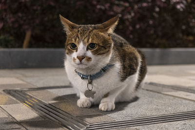 Portrait of a cat looking away