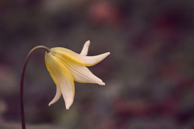 Close-up of yellow flower against blurred background