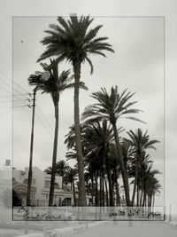 palm tree