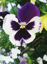 Close-up of purple flowers blooming outdoors