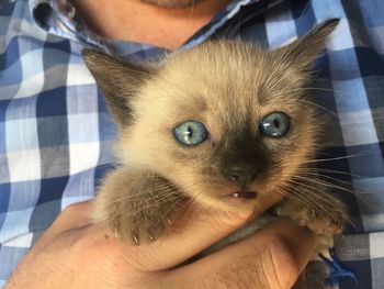 Close-up portrait of hand holding cat